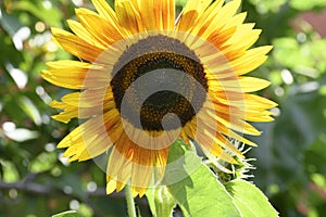 Sunflower The beautiful summer flower close up in my garden