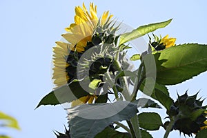 Sunflower The beautiful summer flower close up in my garden