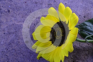 Sunflower The beautiful summer flower close up in my garden