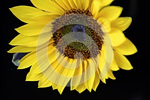 Sunflower the beautiful summer flower close up at sunny day