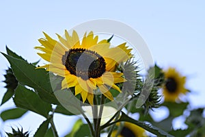 Sunflower the beautiful summer flower close up at sunny day