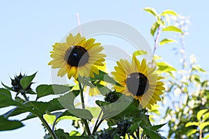 Sunflower the beautiful summer flower close up at sunny day