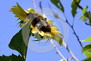 Sunflower the beautiful summer flower close up at sunny day