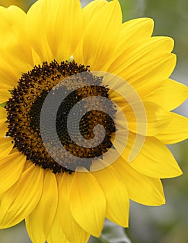 Sunflower the beautiful summer flower close up at sunny day