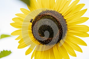 Sunflower the beautiful summer flower close up at sunny day