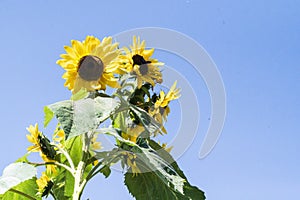 Sunflower the beautiful summer flower close up at sunny day