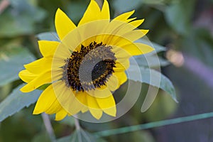 Sunflower the beautiful summer flower close up at sunny day