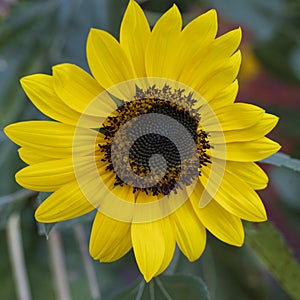 Sunflower the beautiful summer flower close up at sunny day