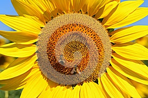 Sunflower - beautiful yellow flowers with blue sky. Nature colorful background and concept for summer