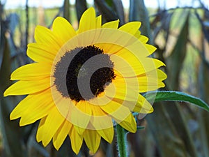 Sunflower Beauty background portrait
