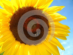 Girasol a miel de abeja 