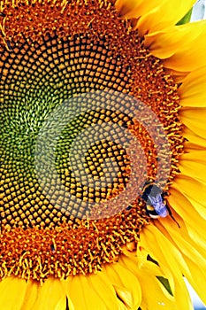 Sunflower and bee.