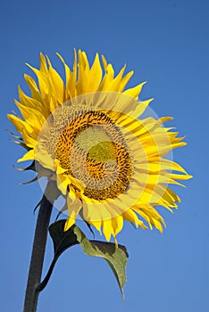 Sunflower with bee