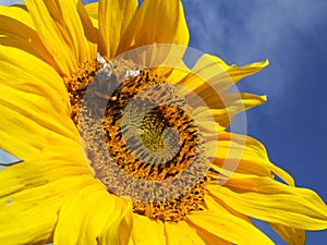 Sunflower and a Bee