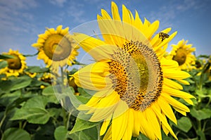 Sunflower with bee