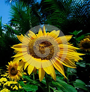 Sunflower with Bee