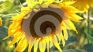 Sunflower and bee