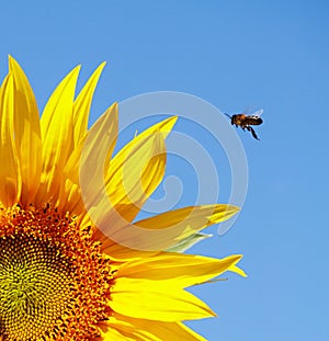 Sunflower and bee