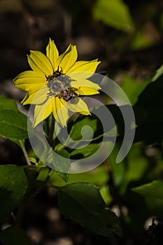 Sunflower with a Bee