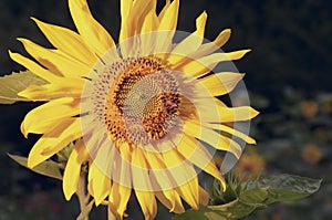 Sunflower bee