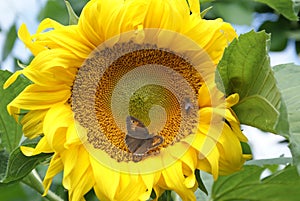 Sunflower with bee and butterfly