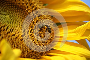 Sunflower with bee and butterfly