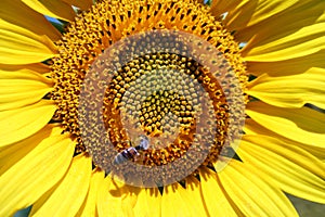 Sunflower and bee