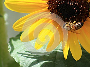 Sunflower and a Bee close-up