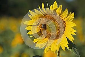 Sunflower with Bee Closeup