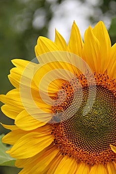 Sunflower with a bee. Closeup. Summer time, flower in bloom. Selective focus