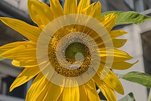 Sunflower and bee