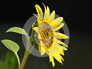 Sunflower with bee farming gardening