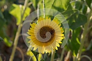 A sunflower photo