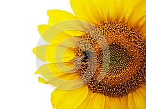 Sunflower with the bee in focus