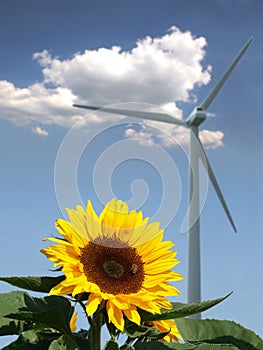 Sunflower with bee in front of a windmill