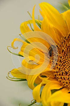 Sunflower bee