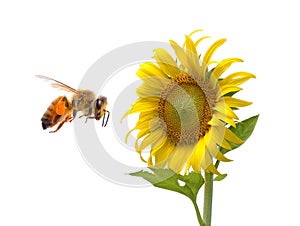 Sunflower,bee isolated on white background