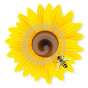 Sunflower and bee isolated on white background