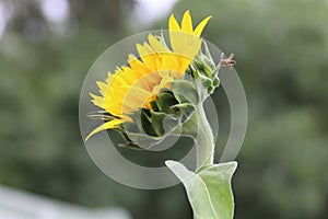 Sunflower with Bee Landing