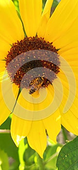 Sunflower With Bee Looking For Nectar 