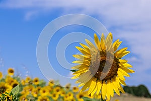 Sunflower with a bee in the middle grows on a large sunflower field among the open spaces