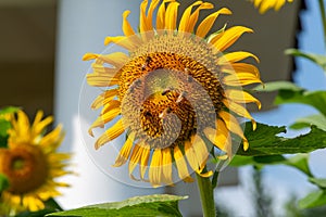 The sunflower and the bee rotate north and west together!