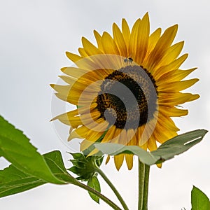 Sunflower and bee with sky background