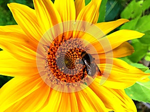 Sunflower and a bee