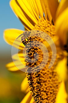 A sunflower with bee up very close bright blue sky sharp and clear