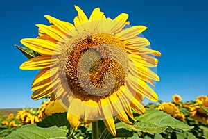 A sunflower with bee up very close bright blue sky sharp and clear