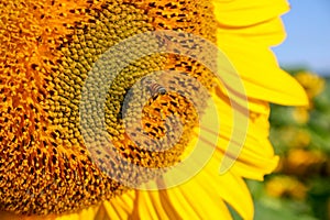 A sunflower with bee up very close bright blue sky sharp and clear