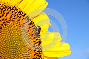 A sunflower with bee up very close bright blue sky sharp and clear