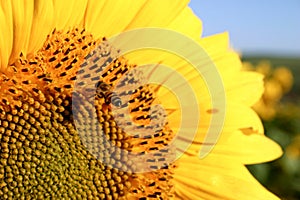 A sunflower with bee up very close bright blue sky sharp and clear