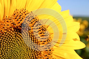 A sunflower with bee up very close bright blue sky sharp and clear